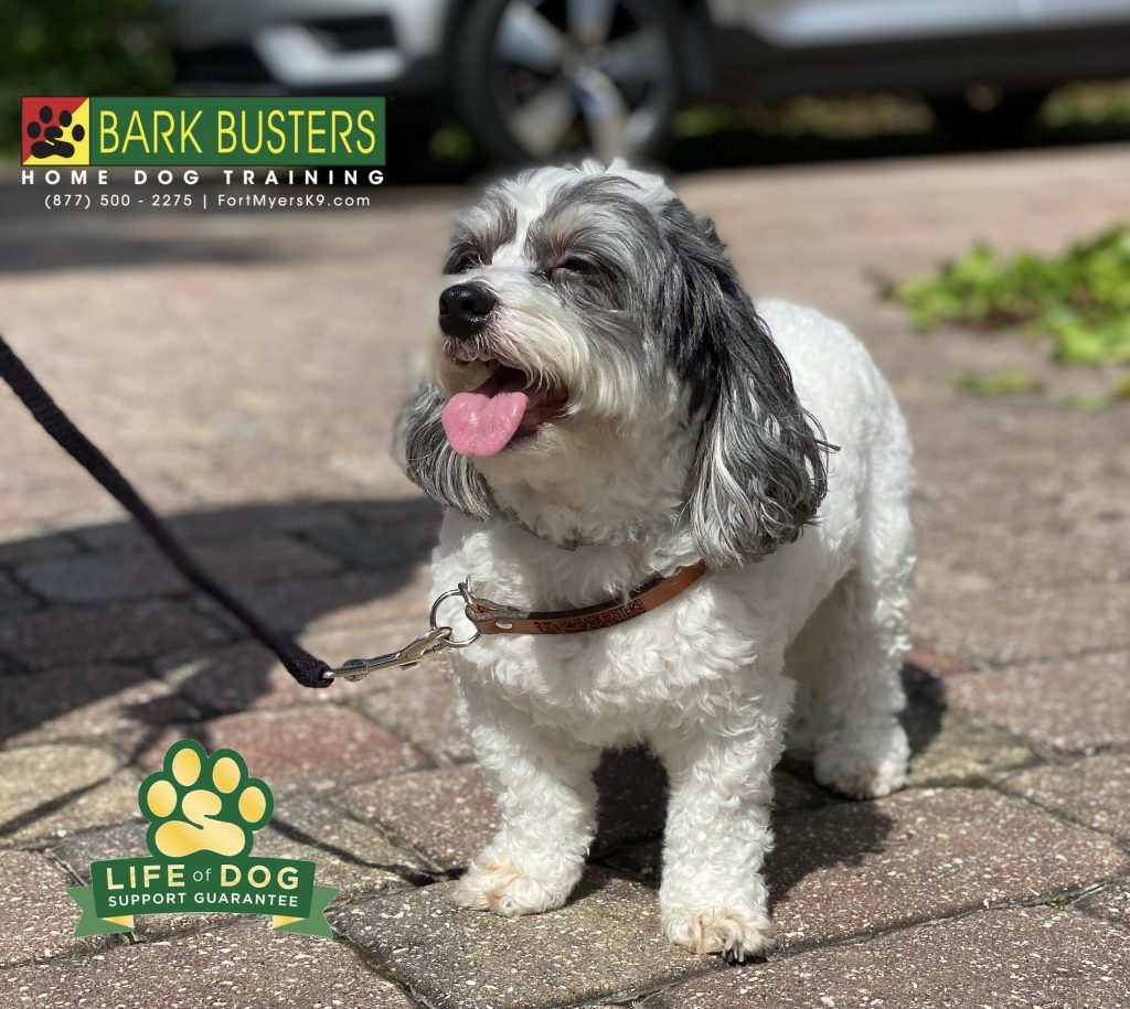 Cami a 5-year-old #havanese ingest issue was #barking and we took care of that in minutes! Stay tuned for the video. #speakdogchangeyourlife #miromarlakes #fortmyers #fortmyersk9 @fortmyersk9 fortmyersk9.com