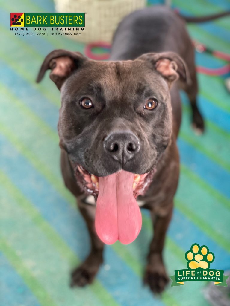 Ain’t no party like a #pityparty ! #pibble #pibblemix #pitmix #labmix #speakdogchangeyourlife #fortmyersk9 #fortmyers @fortmyersk9 fortmyersk9.com