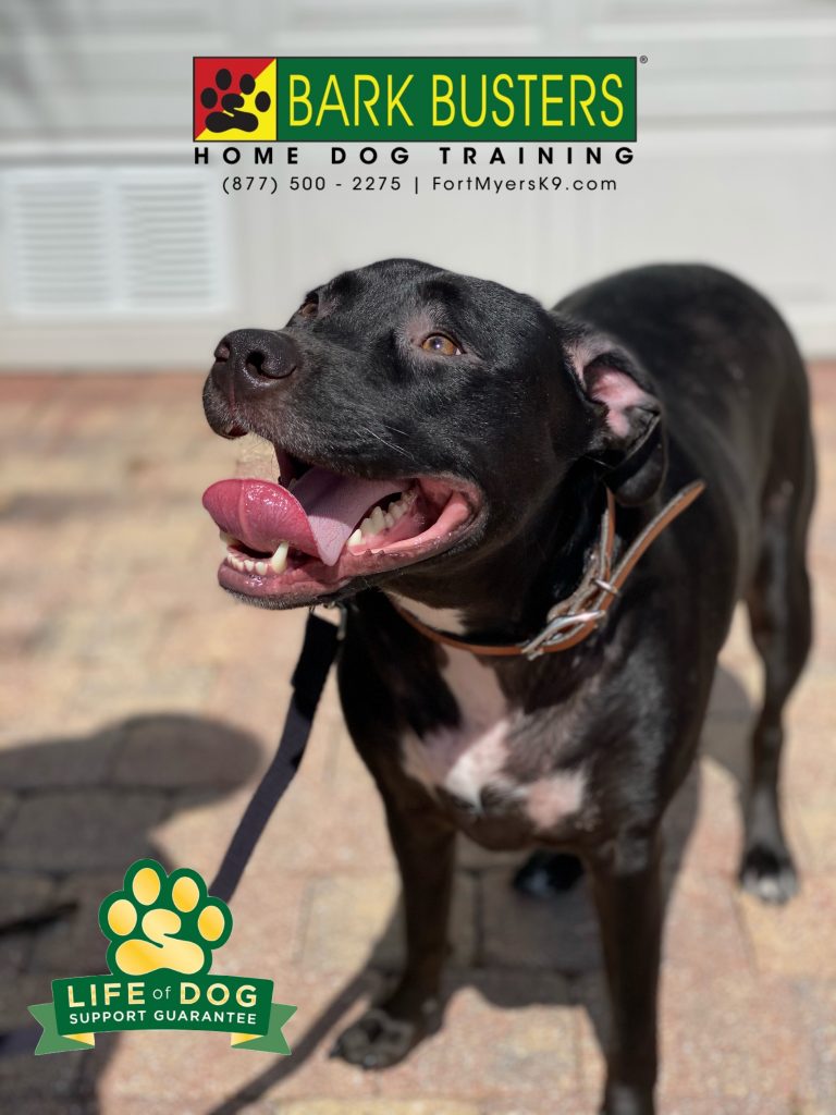 Oreo #labmix needed his mom to properly tell him to calm down, walk on a loose leash and be nice when visitors call. #speakdogchangeyourlife #islandwalk #bonitasprings #fortmyersk9 @fortmyersk9 fortmyersk9.com