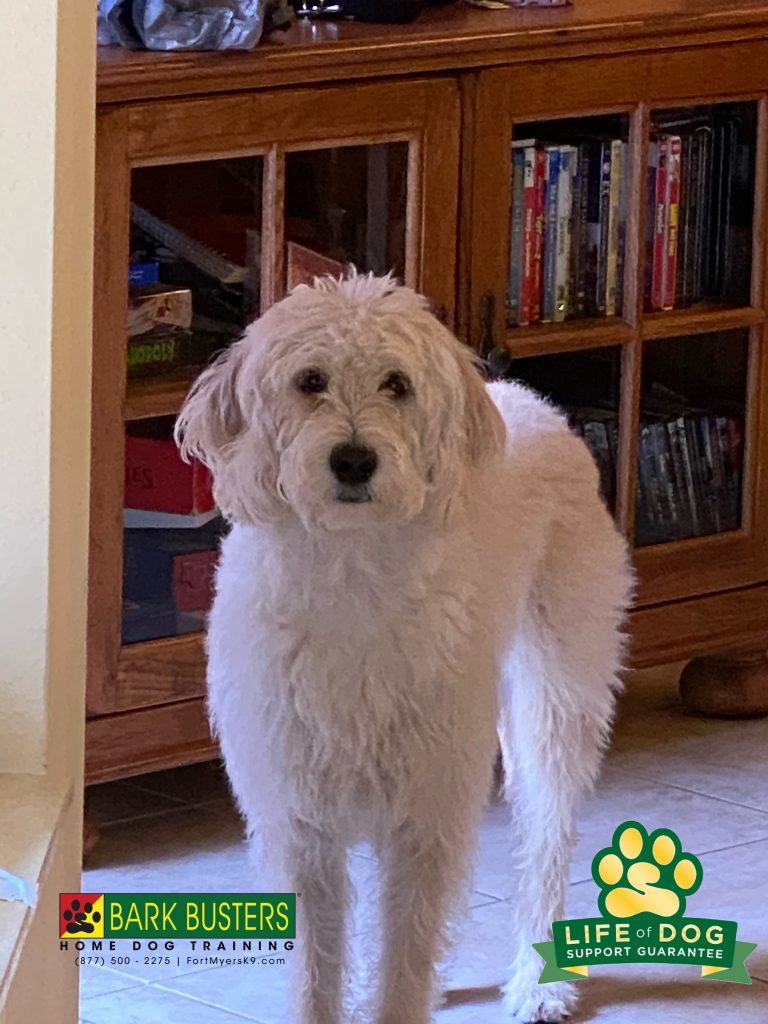 Sunshine aka Sunny is a bouncing and vocal #labradoodle who is less so after her parents learned to #speakdogchangeyourlife @botanicalakeshoa #botanicalakes #fortmyersk9 @fortmyersk9 fortmyersk9.com