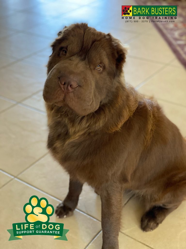 Coco Puff the #sharpei is throughly awesome. Best #sharpei ever. Great lesson. Crushed front door manners. #speakdogchangeyourlife #capecoral #fortmyersk9 @fortmyersk9 fortmyersk9.com