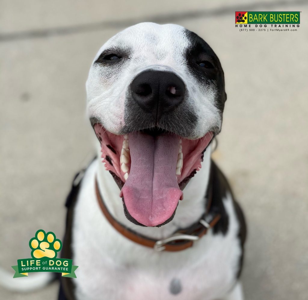 Oreo had a great lesson today! #noprongnoshocknochoke Demonstrating why in-home training has advantages over #doggybootcamp . We work on the owner-dog relationship. #speakdogchangeyourlife #lehighacres #fortmyers #fortmyersk9 @fortmyersk9 fortmyersk9.com