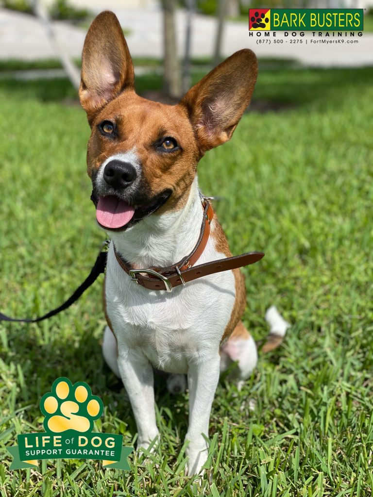 Benji a #beaglemix #besenjimix had a great lesson today learning to be calm for visitors and on leash. #speakdogchangeyourlife #fortmyersk9 #fortmyers @fortmyersk9 fortmyersk9.com