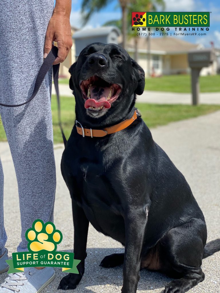 Louie a 90# #labmix #dalmatianmix learned to behave when guests come to visit and walk on a loose leash. #speakdogchangeyourlife #capecoral #fortmyers #fortmyersk9 @fortmyersk9 fortmyersk9.com
