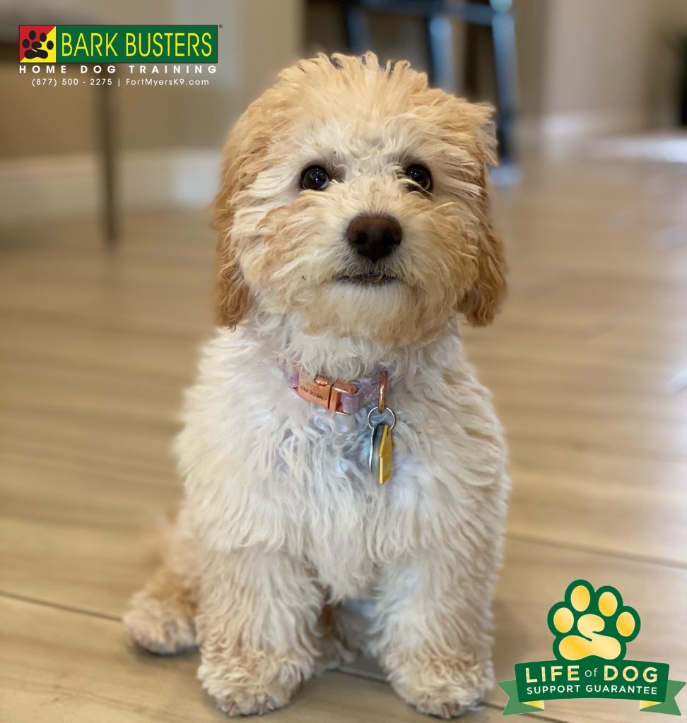 Marley #minigroodle #miniaturegoldendoodle had her first lesson at 4-months-old. Learning to be calm with her human brother and sister, answering the front door and staying away from the high chair until invited to cleanup. #hamptonpark #gateway #fortmyers #fortmyersk9 #speakdogchangeyourlife @fortmyersk9 fortmyersk9.com
