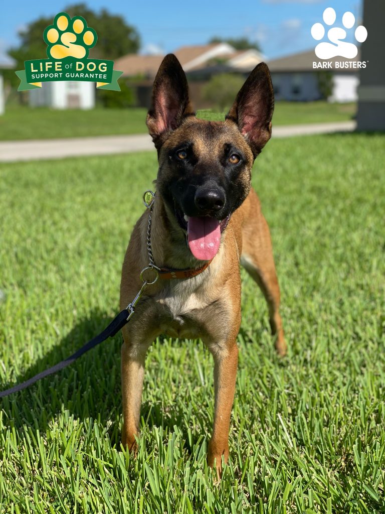 Freya #civilianfurmissle #belgianmalinois #malinois had a great lesson today learning to walk on a loose leash and be respectful at the front door. #lehighacres #fortmyers #fortmyersk9 #speakdogchangeyourlife @fortmyersk9 fortmyersk9.com