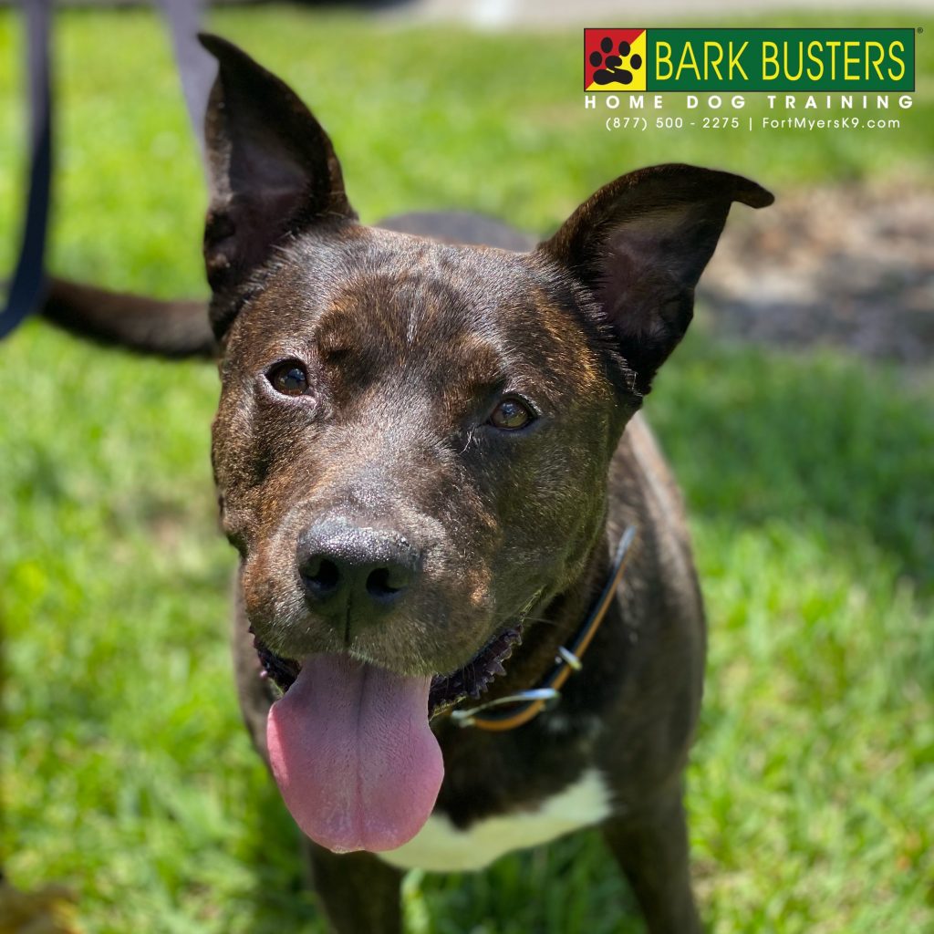 Beau #pitmix when from lunging to lollygaging. #speakdogchangeyourlife @realplatinumfitnesscc #fortmyersk9 @fortmyersk9 fortmyersk9.com
