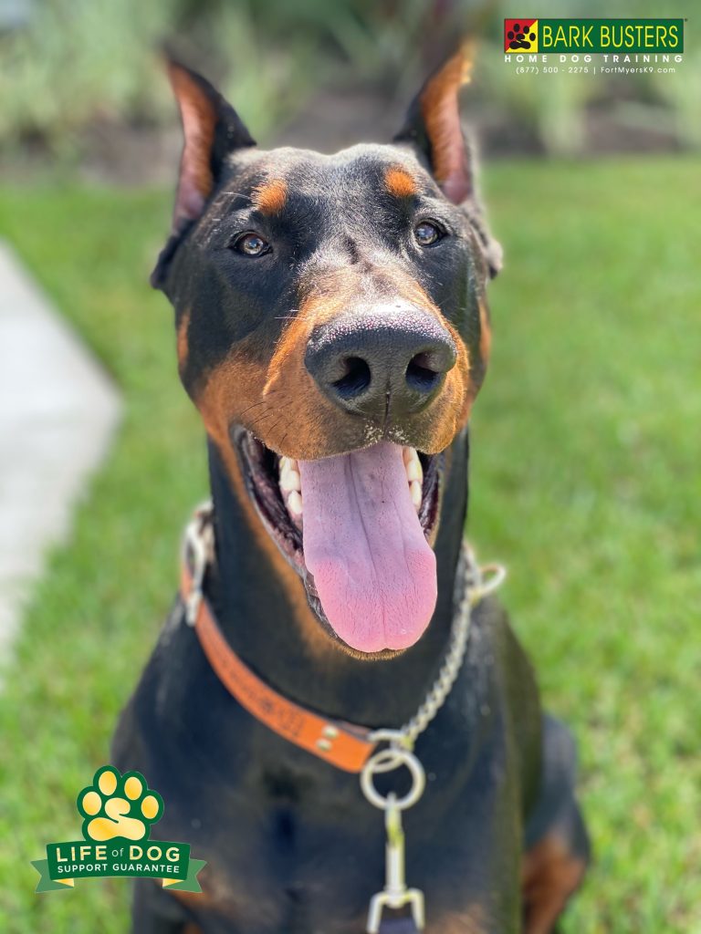 Boss is a 110# #doberman #dobermanpinscher mixed with GIANT marshmallow. What a softie. While more work is to be done, we got him waking on a loose leash after his first 10-months pulling. #speakdogchangeyourlife #capecoral #fortmyersk9 @fortmyersk9 #dogsofbarkbusters fortmyersk9.com