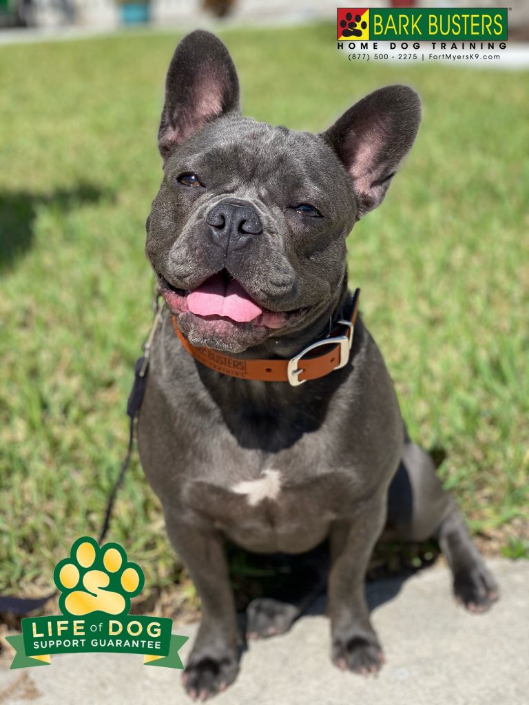 Bailey #frenchbulldog #frenchiesofinstagram had abreast lesson today being calm inside and outside. Mom can now walk her on a loose leash and eat and make a sandwich without assistance. #deltura #fortmyers #fortmyersk9 #speakdogchangeyourlife @fortmyersk9 fortmyersk9.com