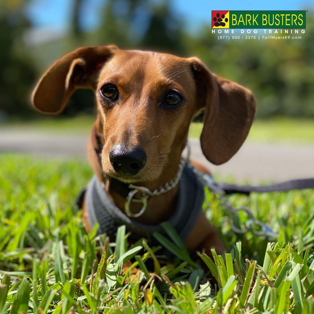 Simba a 7-month-old #miniaturedachshund #minidachshund #minidax had a great lesson today on #sanibel learning to be calm when people visit an on leash. #speakdogchangeyourlife #fortmyersk9 @fortmyersk9 fortmyersk9.com