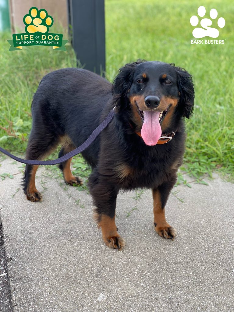 Ladle the #dachshundmix is serving nothing but calmness and loose leash walking. #speakdogchangeyourlife #capecoral #fortmyers #fortmyersk9 @fortmyersk9 fortmyersk9.com