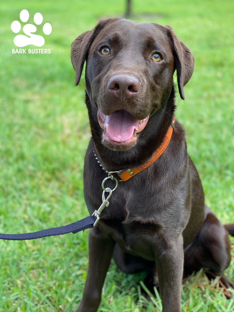 Hank a #chocolatelab had a great lesson today being chill, inside and outside on leash, and not being as intense or protective when eating. #speakdogchangeyourlife #fortmyers #fortmyersk9 @fortmyersk9 fortmyersk9.com