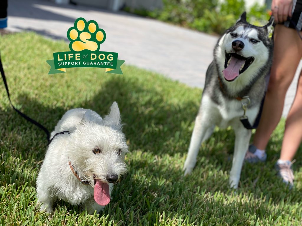 Rio #westie #westhighlandwhiteterrier and Skyhawk #husky had a great lesson today. With a drone and a neighbor with two #dachshund as distractions these pups were as cool as Skyhawk’s name. #speakdogchangeyourlife #theplace #estero #fortmyersk9 @fortmyersk9 fortmyersk9.com