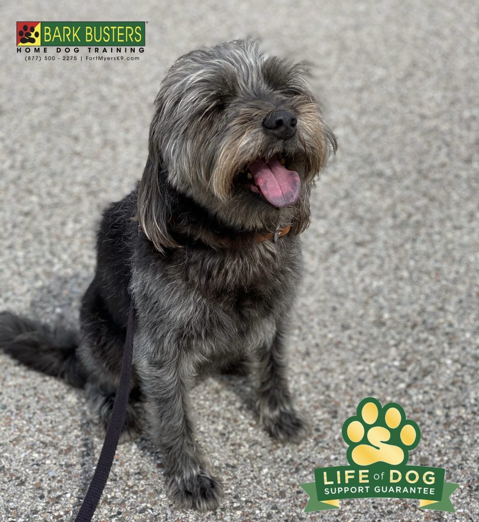 Allie a 10-year-old #schnauzermix needed to learn to be more calm and accepting of her human baby sister. Amazing things happen when you #speakdogchangeyourlife #sansimeon #fortmyers #fortmyersk9 @fortmyersk9 fortmyersk9.com