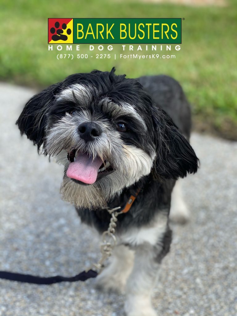 Kylo turned to the light side today. Now has great front door manners and walks like a #jediknight #capecoral #fortmyersk9 #speakdogchangeyourlife @fortmyersk9 fortmyersk9.com