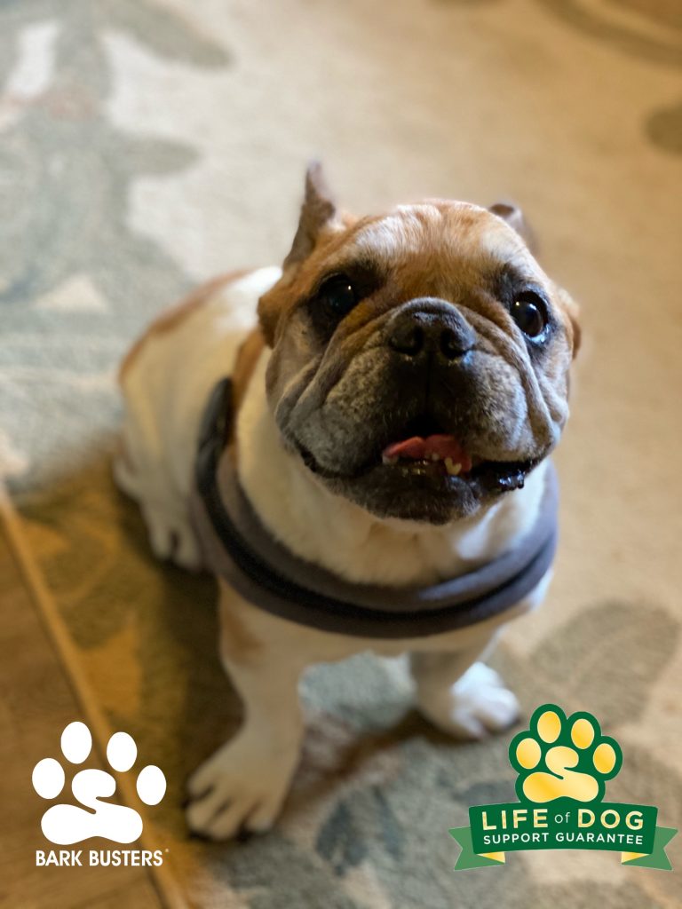 Blueberry ? #frenchton and French Fry ? #frenchbulldog had a great lesson today learning to be calm inside and outside. Check out their lesson on YouTube: https://youtu.be/-lKdRUeDHRc #speakdogchangeyourlife #fortmyersk9 @fortmyersk9 fortmyersk9.com