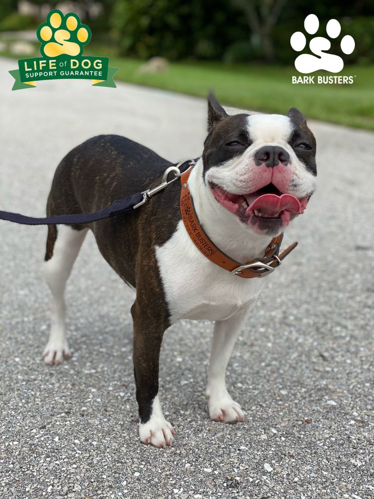 Blueberry ? #frenchton and French Fry ? #frenchbulldog had a great lesson today learning to be calm inside and outside. Check out their lesson on YouTube: https://youtu.be/-lKdRUeDHRc #speakdogchangeyourlife #fortmyersk9 @fortmyersk9 fortmyersk9.com