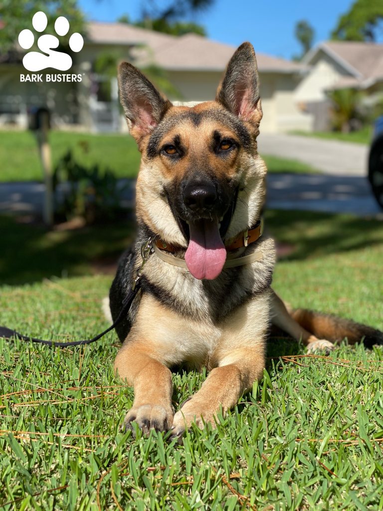 Chase #pawpatrol #germanshepherd had a great lesson today! Sorted pulling and lunging out in minutes! #speakdogchangeyourlife #sancarlos #fortmyersk9 #fortmyers @fortmyersk9 fortmyersk9.com