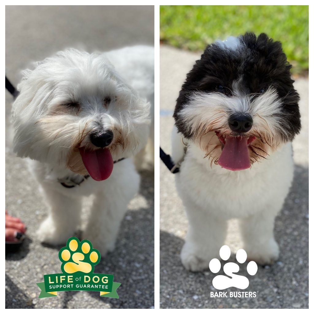 Oliver and Bogart #cotondetulear had some exuberant greeting issues which we sorted out in one lesson of about 2 hours. #speakdogchangeyourlife #sanibelisland #sanibel #fortmyersk9 @fortmyersk9 fortmyersk9.com