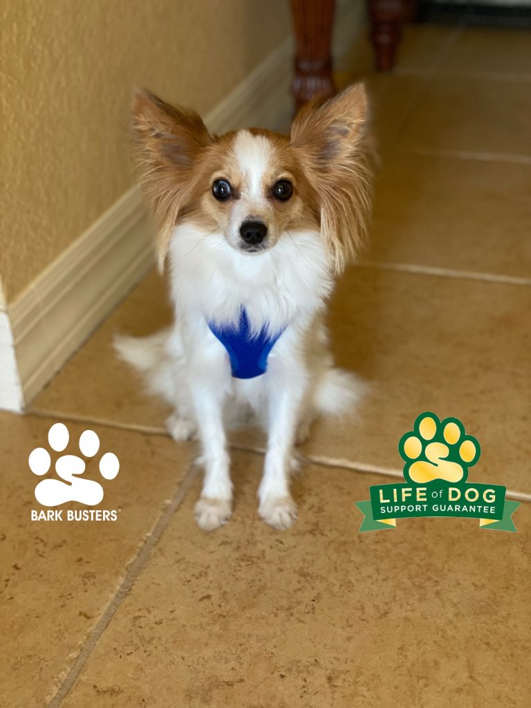 Naomi the #papillon is off to a great start to being more calm and relaxed. #speakdogchangeyourlife #capecoral #fortmyersk9 @fortmyersk9 fortmyersk9.com