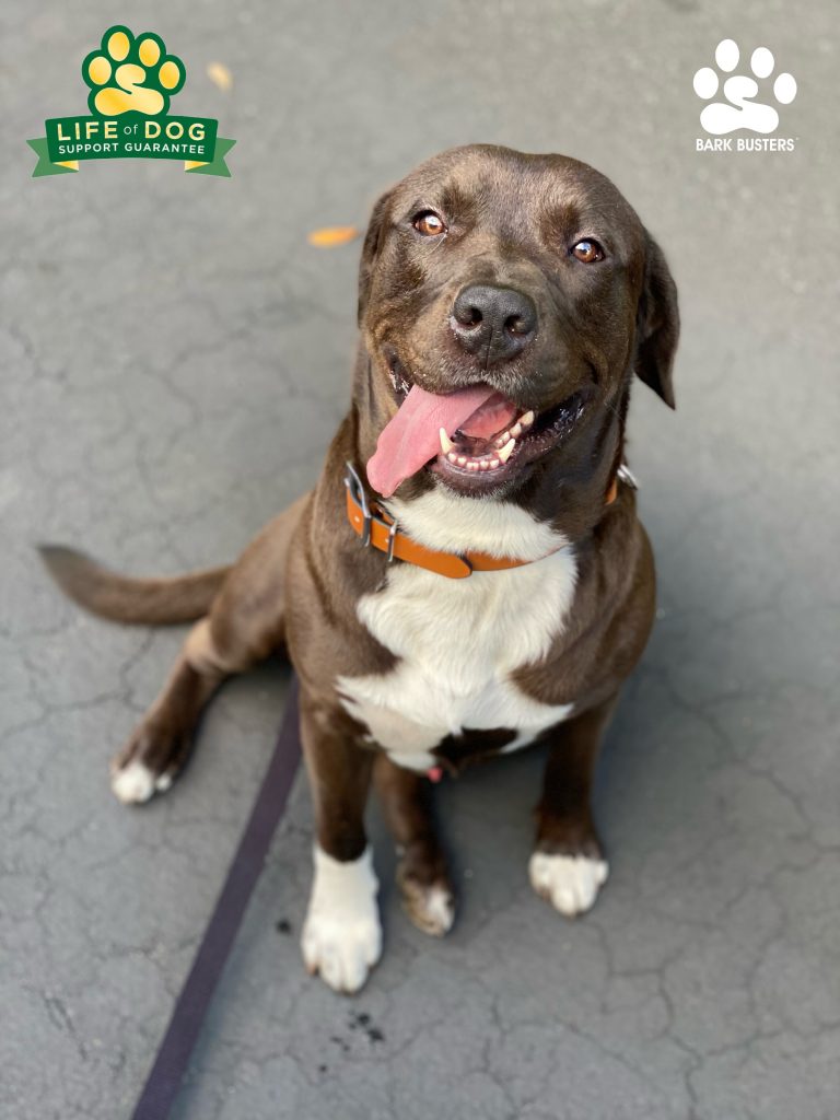 Forest the #labmix #pibblemix had an amazing lesson today learning to be calm for visitors and chill on leash. #speakdogchangeyourlife #estero #fortmyers #fortmyersk9 @fortmyersk9 fortmyersk9.com