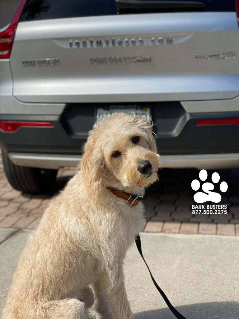 Renner #labradoodle and his brother Loki #minipoodle and Nina #chihuahuamix (not pictured) learned to be chill inside and outside. #botanicalakes #fortmyersk9 #fortmyers @fortmyersk9 #speakdogchangeyourlife fortmyersk9.com
