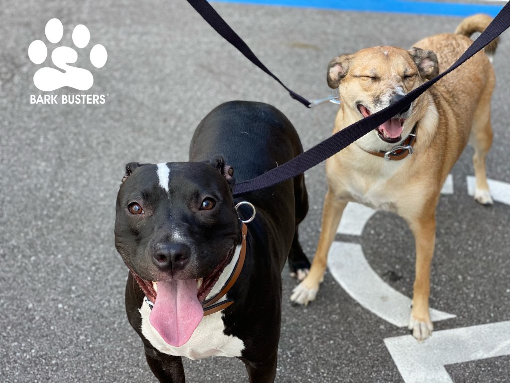 King the #pibble and brother Kiko #aussiemix are no longer barking, charging the door or lunging on leash. Not too bad for one, 2-hour lesson. #speakdogchangeyourlife #fortmyers #fortmyersk9 @fortmyersk9 fortmyersk9.com