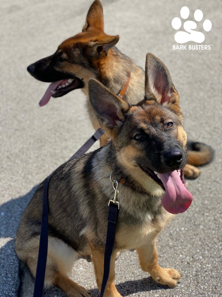 Zonar and Reiki are 6-month-old #germanshepherd dog and are off to a great start and their parents are thrilled about the new calmness inside the home and on the leash. #speakdogchangeyourlife #capecoral #fortmyers #fortmyersk9 @fortmyersk9 fortmyersk9.com