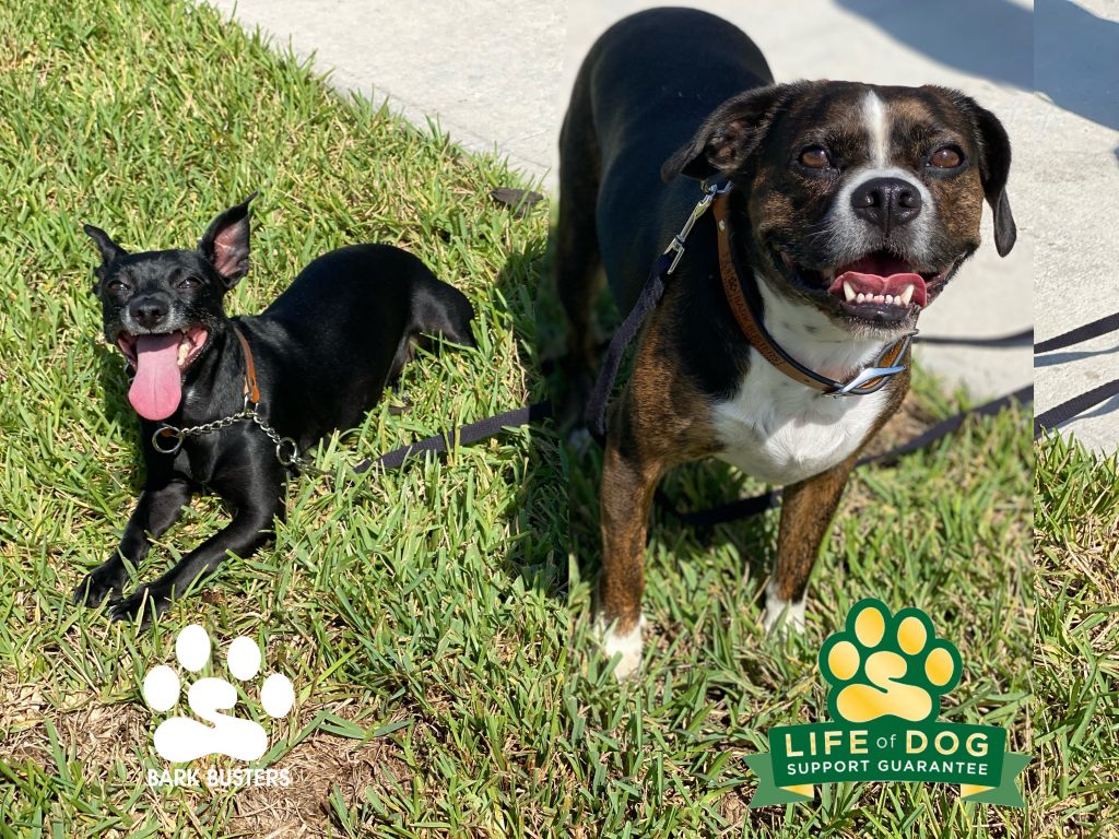 Hope #chihuahuamix and Robbie #puggle had a great first lesson today being calm for the doorbell and walk on loose leashes. #speakdogchangeyourlife #marinabay #fortmyersk9 #fortmyers @fortmyersk9 fortmyersk9.com