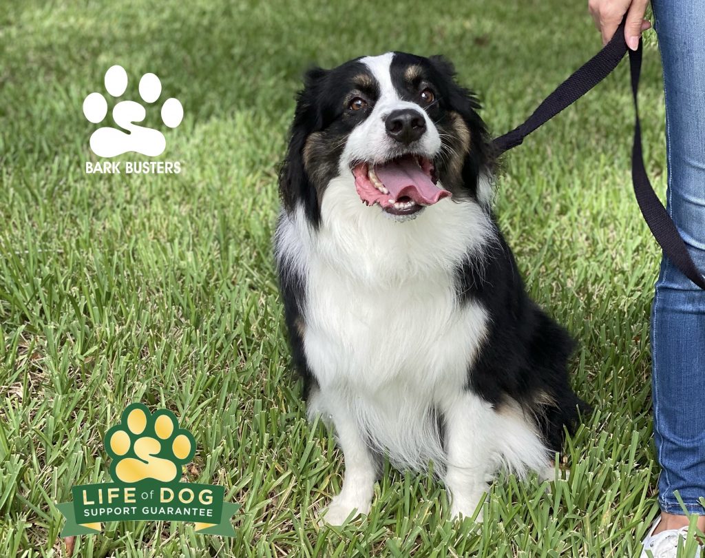 Mack #australianshepherd used to be vocal and pull a lot on leash. Not anymore and in one lesson. #speakdogchangeyourlife #bonitasprings #fortmyersk9 @fortmyersk9 fortmyersk9.com
