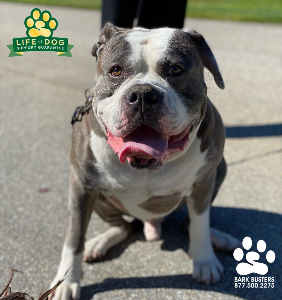 Dexter, a 7-year-old #americanbully #americanbulldog , had a great lesson learning front door and leash manners. #speakdogchangeyourlife #capecoral #fortmyers #fortmyersk9 @fortmyersk9 fortmyersk9.com