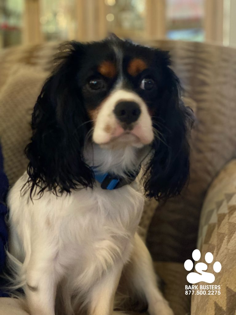 Romeo the #cavalierkingcharlesspaniel #cavalier was a true gentleman and his mom feel in love with him all over again without tombs, poison or bloodshed. #shakespeare #speakdogchangeyourlife #estero #fortmyersk9 @fortmyersk9 fortmyersk9.com