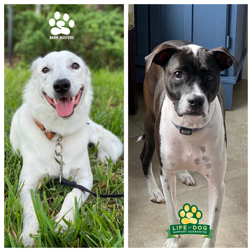 Forest #bordercolliemix #blueheelermix and also #deafdog and his sister Willow a #mutt had a great lesson. They are now hanging out together, walking perfectly, and thrilling their Mom with calmness and sibling harmony. #corkscrewshores #estero #speakdogchangeyourlife #fortmyersk9 @fortmyersk9 fortmyersk9.com