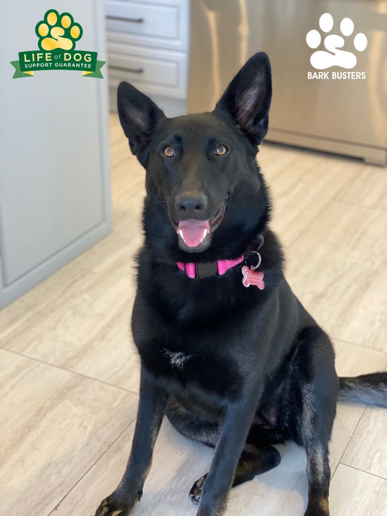 Natty the #gsdmix #germansheperdmix had a great lesson today learning to be more calm and relaxed! #speakdogchangeyourlife #estero #fortmyersk9 fortmyersk9.com