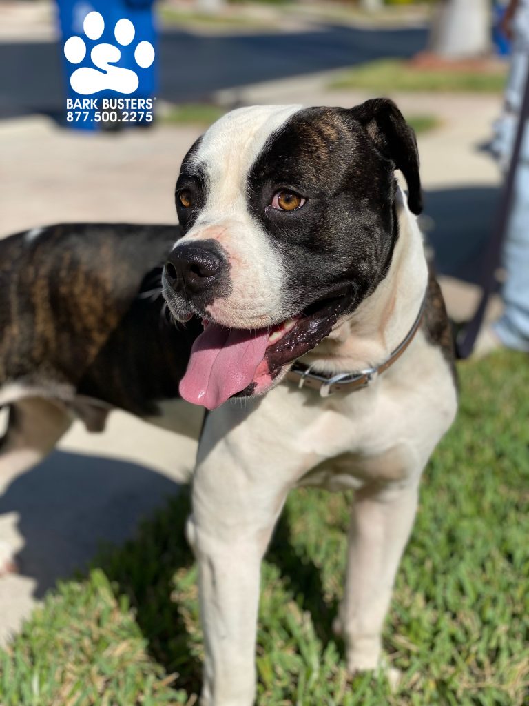 Romeo #americanbully is in a new home at 2 years of age. Previously outside and used for breeding, he is learning to be calm on the leash and in the home with 2 cats. Lots of work to be done, but great progress made. #speakdogchangeyourlife #lagunalakes #fortmyers #fortmyersk9 @fortmyersk9 fortmyersk9.com