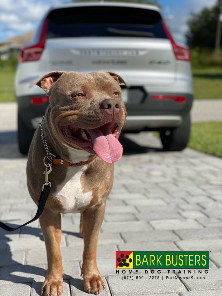 King the #pibble #pitbull is fully awesome and had a great lesson today. His mom is thrilled he learned boundaries inside the home so he can stay away from the hooman kids and respect their space. He also learned to walk on a ridiculously loose leash. #speakdogchangeyourlife #capecoral #fortmyers #fortmyersk9 @fortmyersk9 fortmyersk9.com