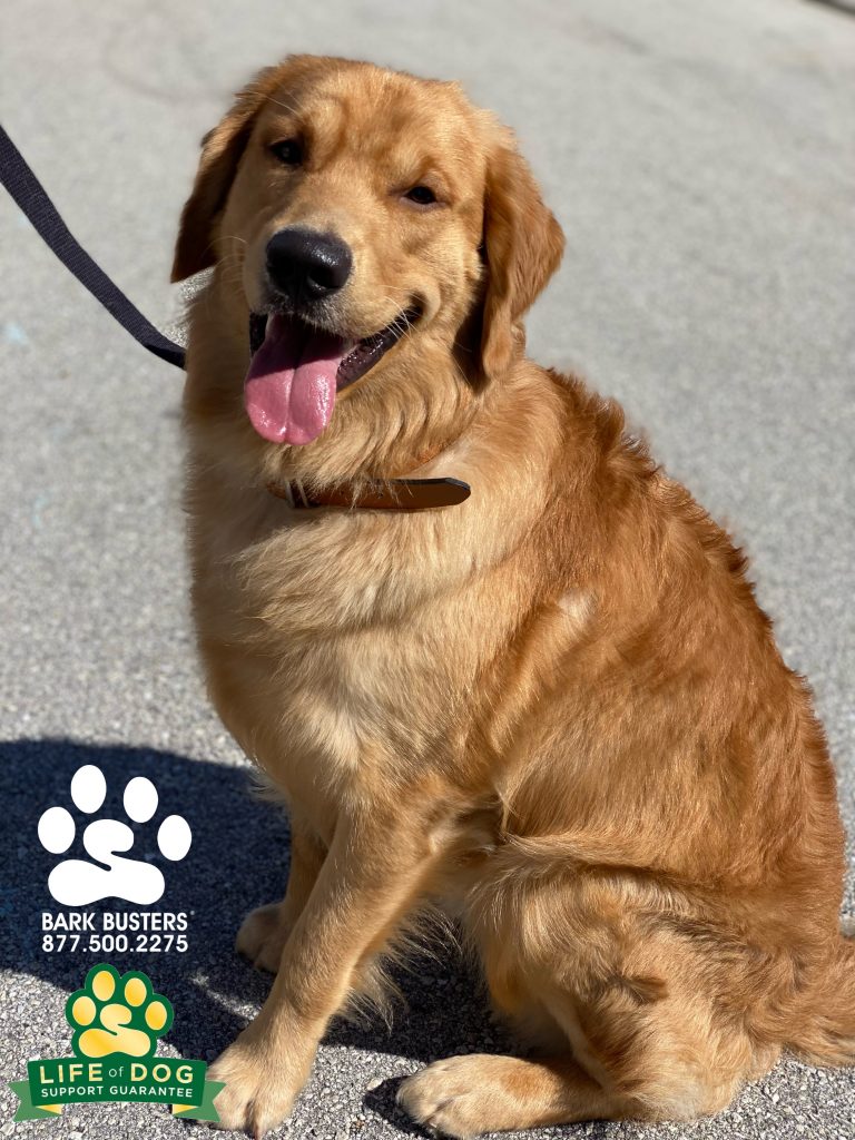 Memphis’ lunging and jumping were #gonein60seconds -ish. #speakdogchangeyourlife #capecoral #fortmyers #fortmyersk9 @fortmyersk9 fortmyersk9.com