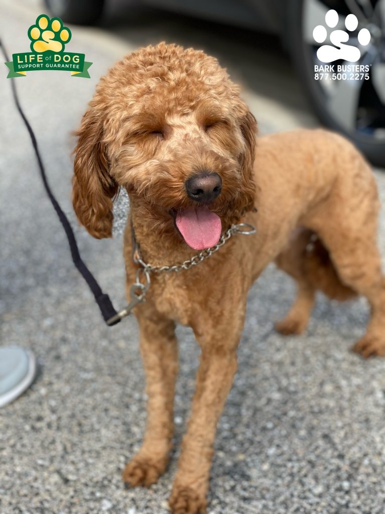 Charlie Brown #minigroodle had a great lesson as did his parents. Nice and calm inside and outside. #speakdogchangeyourlife #fortmyersk9 #fortmyers @fortmyersk9 fortmyersk9.com