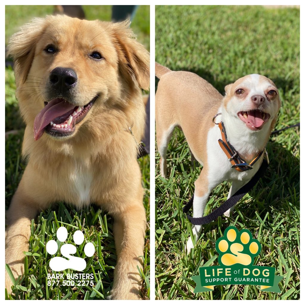 Stella #goldenmix and Milo #chihuahua had an amazing lesson learning to be calm inside and outside on leash. #speakdogchangeyourlife #plantationpreserve #fortmyers #fortmyersk9 @fortmyersk9 fortmyersk9.com