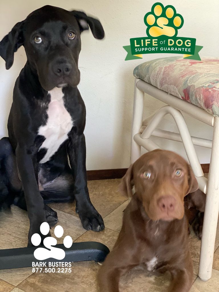 Simba and Nala #labmix #siblings are just 4-months and already got their mom trained! #speakdogchangeyourlife #esteroflorida #fortmyers #fortmyersk9 @fortmyersk9 fortmyersk9.com