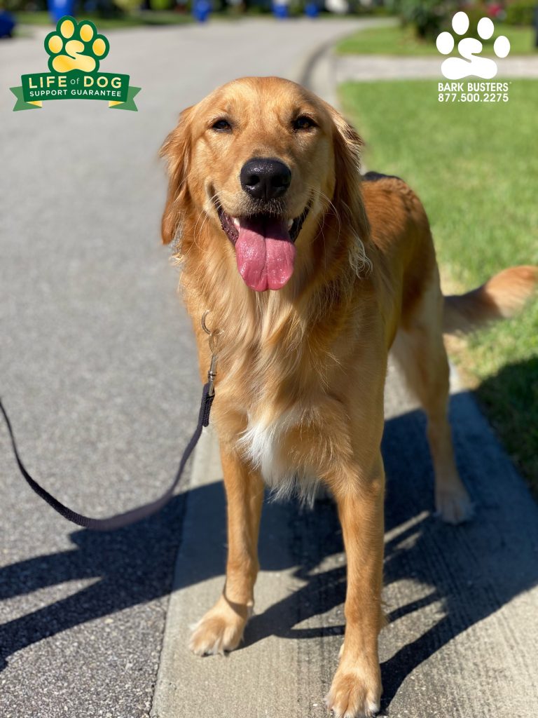 Shelby #goldenretriever had a great lesson today learning to walk on a loose leash and to be less vocal and jumpy when visitors rang the doorbell. #speakdogchangeyourlife #fortmyersk9 #fortmyers @fortmyersk9 fortmyersk9.com