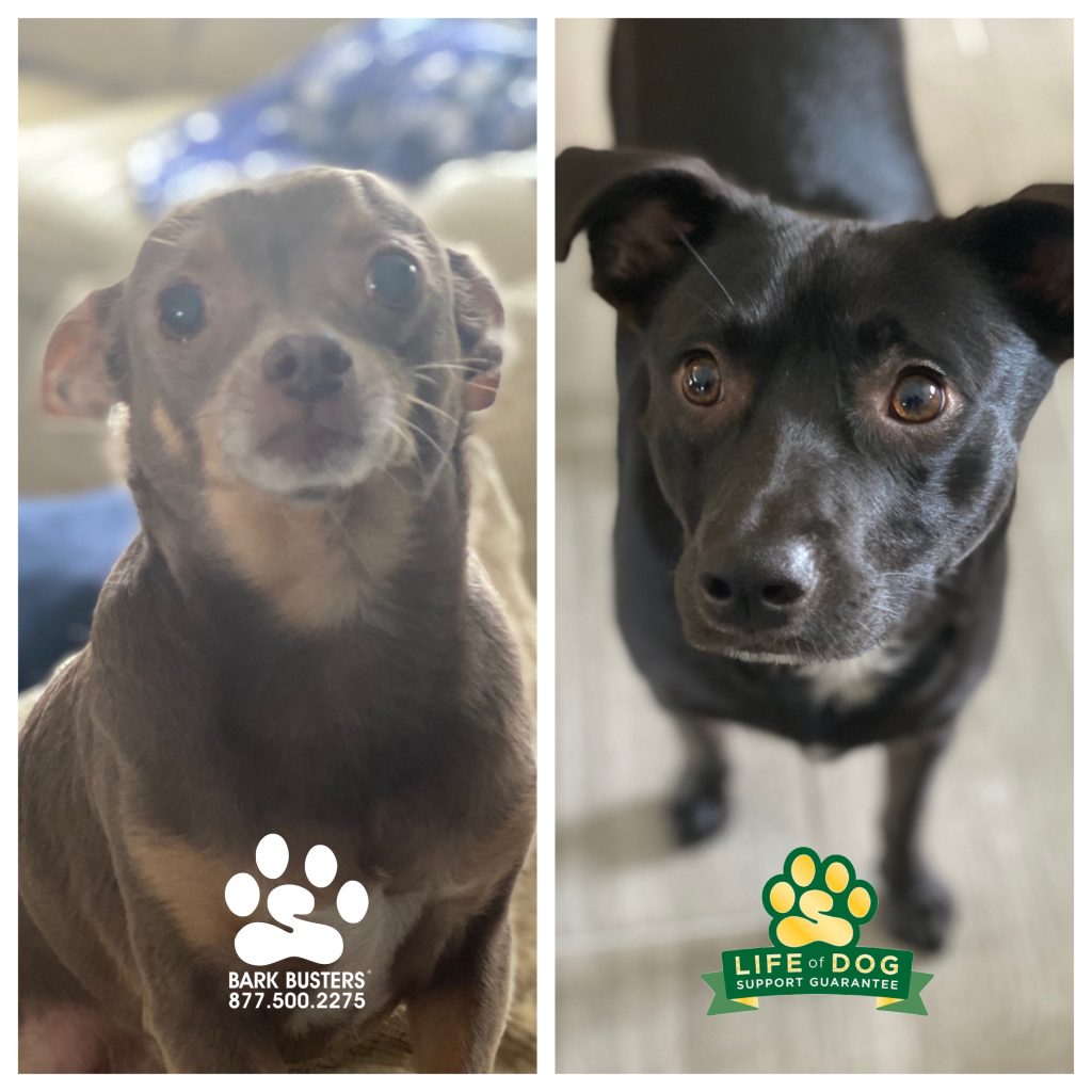 Nala #chihuahua and Mac #labmix #mutt had a wonderful lesson learning to mind their parents inside and on leash. #sancarlospark #thepark #fortmyers #fortmyersk9 #speakdogchangeyourlife @fortmyersk9 fortmyersk9.com