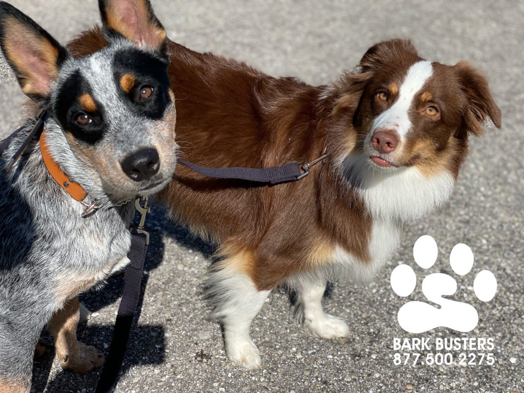 Cobber #blueheeler and Lolly #miniatureaustralianshepherd had a great lesson today learning walk slowly on a loose leash and be calm and quite for visitors. #speakdogchangeyourlife #lehighacres #fortmyersk9 #fortmyers @fortmyersk9 fortmyersk9.com