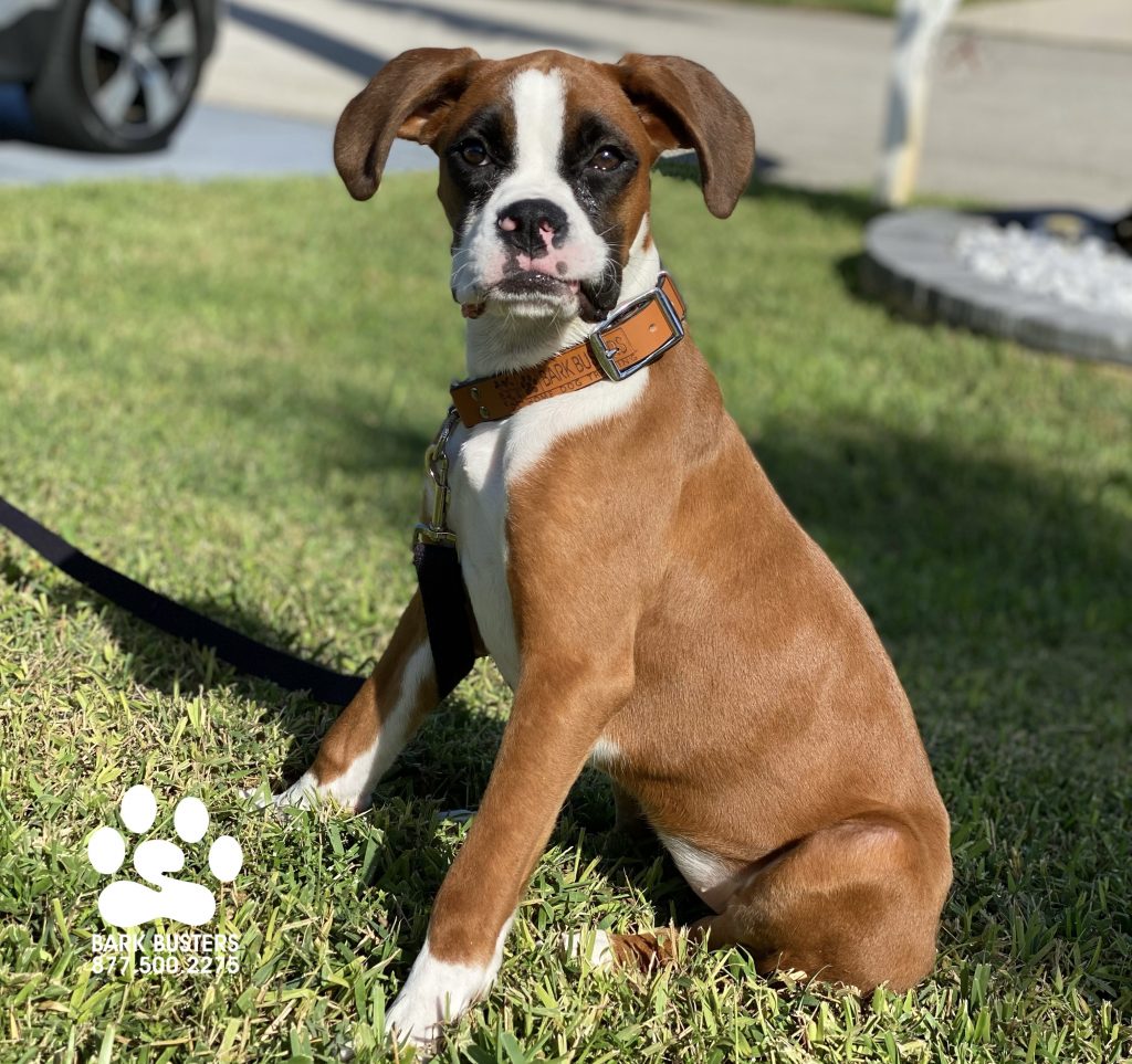 Breezy is a 5-month-old #boxer and learned to be calm inside the home and on the walk. #capecoral #speakdogchangeyourlife #fortmyers #fortmyersk9 @fortmyersk9 fortmyersk9.com
