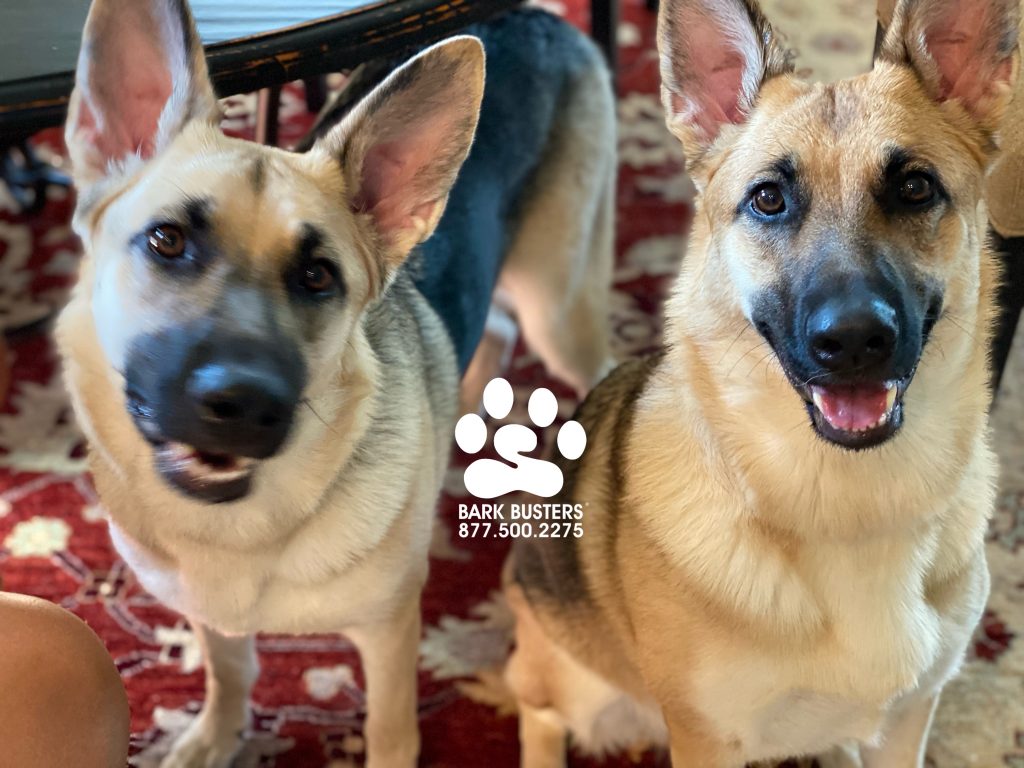 Skye and Amber #germanshepherd #germanshepherddog #gsd sisters had a great lesson today being calm inside and outside, especially on leash. #plantation #fortmyers #fortmyersk9 #speakdogchangeyourlife @fortmyersk9 fortmyersk9.com