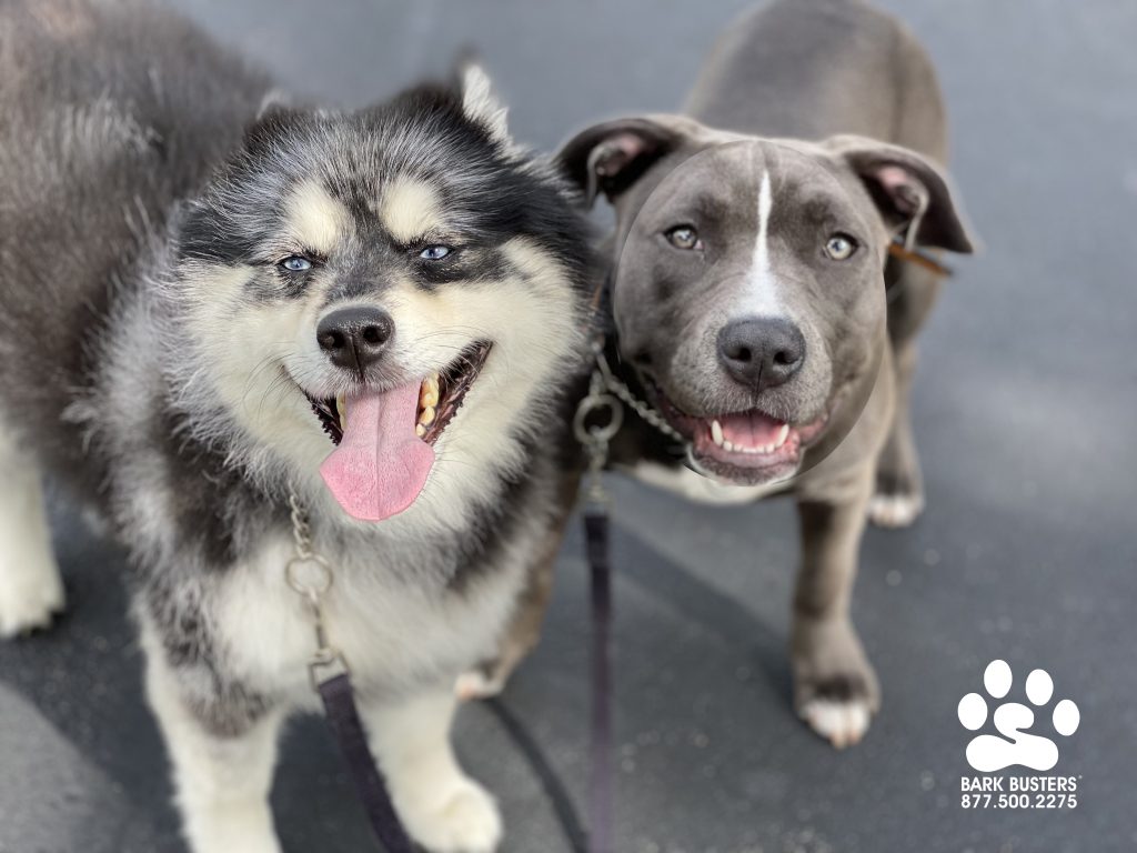 Dash #pomsky and Senna #pibble had a great time today as did their parents! #speakdogchangeyourlife #fortmyers #fortmyersk9 @fortmyersk9 fortmyersk9.com
