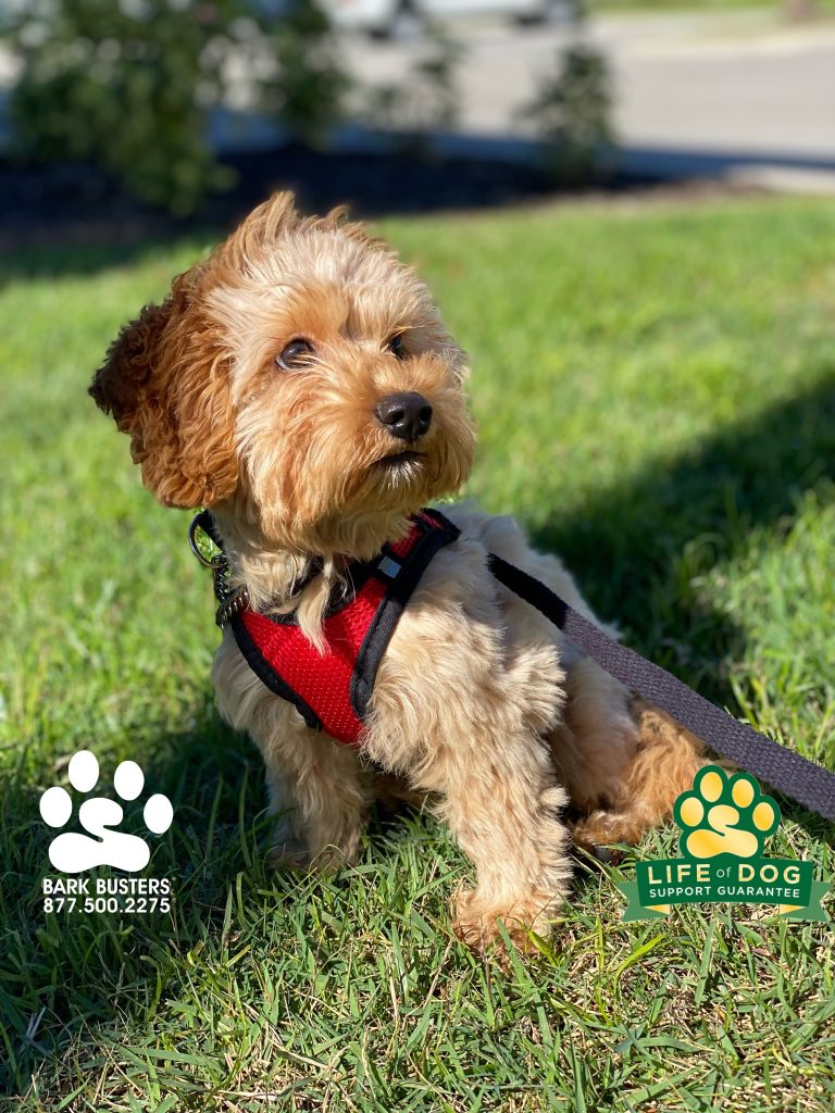 Cali the #cockapoo is off to a great start at just 4-months-old. #speakdogchangeyourlife #fortmyers #fortmyersk9 @fortmyersk9 fortmyersk9.com