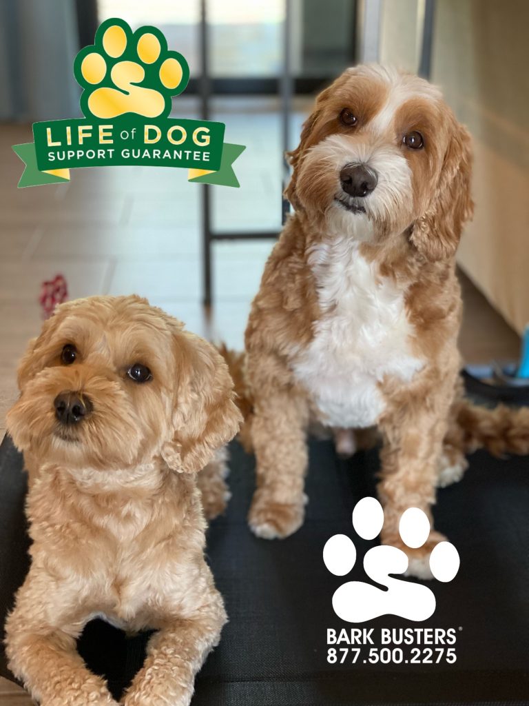 Willow and Rustin #minilabradoodle #miniaturelabradoodle #bonitalakes #bonitasprings had a great lesson today learning to be calm inside and on leash. While #barkbustersusa is their 3rd trainer, we are sure to be their last. #speakdogchangeyourlife #fortmyersk9 @fortmyersk9 fortmyersk9.com