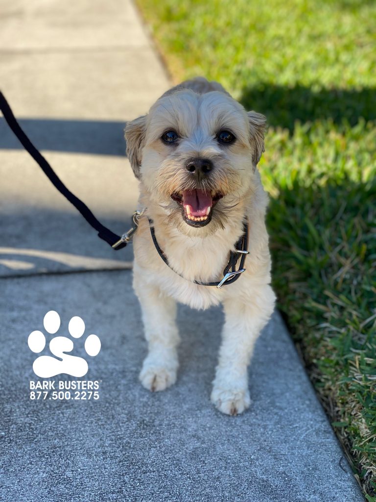 Dutchess #shihtzumix was not playing by the #themarquessofqueensberryrules so we got the call and inside 2-hours we got the Royal treatment! #speakdogchangeyourlife #reflectionisles #fortmyers #fortmyersk9 @fortmyersk9 fortmyersk9.com