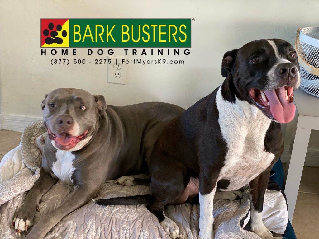 Lily and Ranger #pibble #pibbleparty had a great lesson today! Stop by @colonial_animal_hospital and ask for yourself! #speakdogchangeyourlife #lehighacres #fortmyers #fortmyersk9 @fortmyersk9 fortmyersk9.com